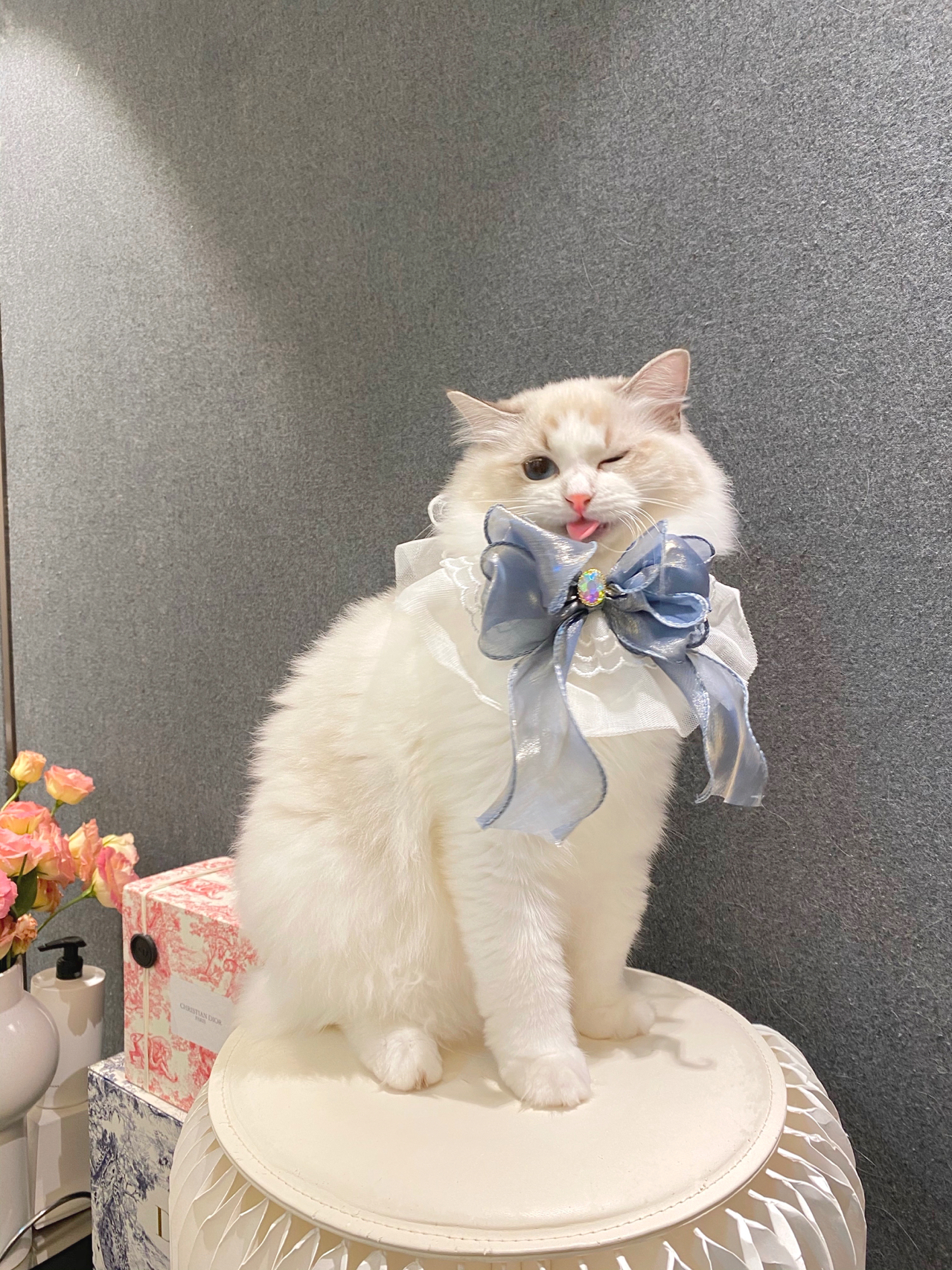 宠物萌宠猫猫咪日常鲜花玫瑰花(活捉一只可爱鬼)-喵神素材库