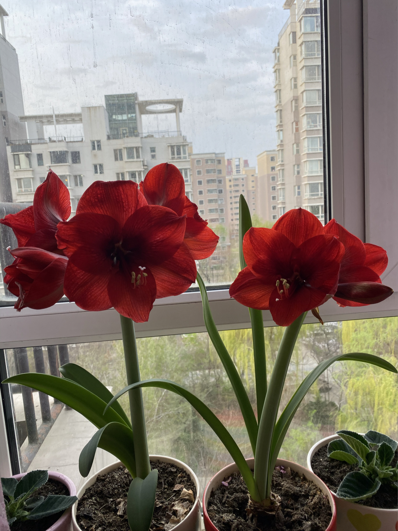 阳台鲜花盆栽绿植(一朵小红花)-喵神素材库