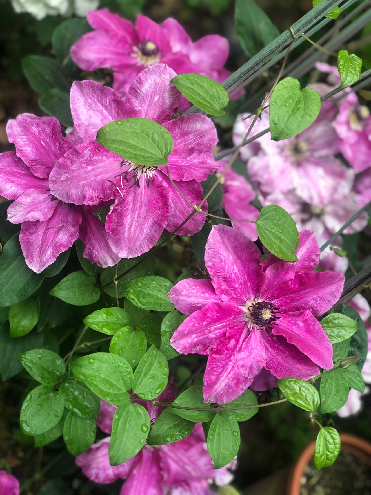 鲜花养花绿植(数花苞，等花开，喜欢这份期待 )-喵神素材库