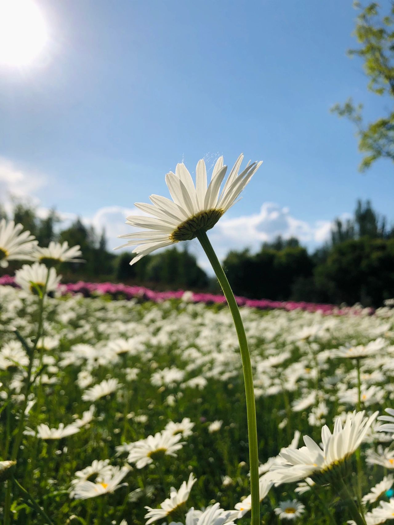 鲜花花海雏菊秋天特写(不必为失去的而烦恼，因为它并不属于你。)-喵神素材库