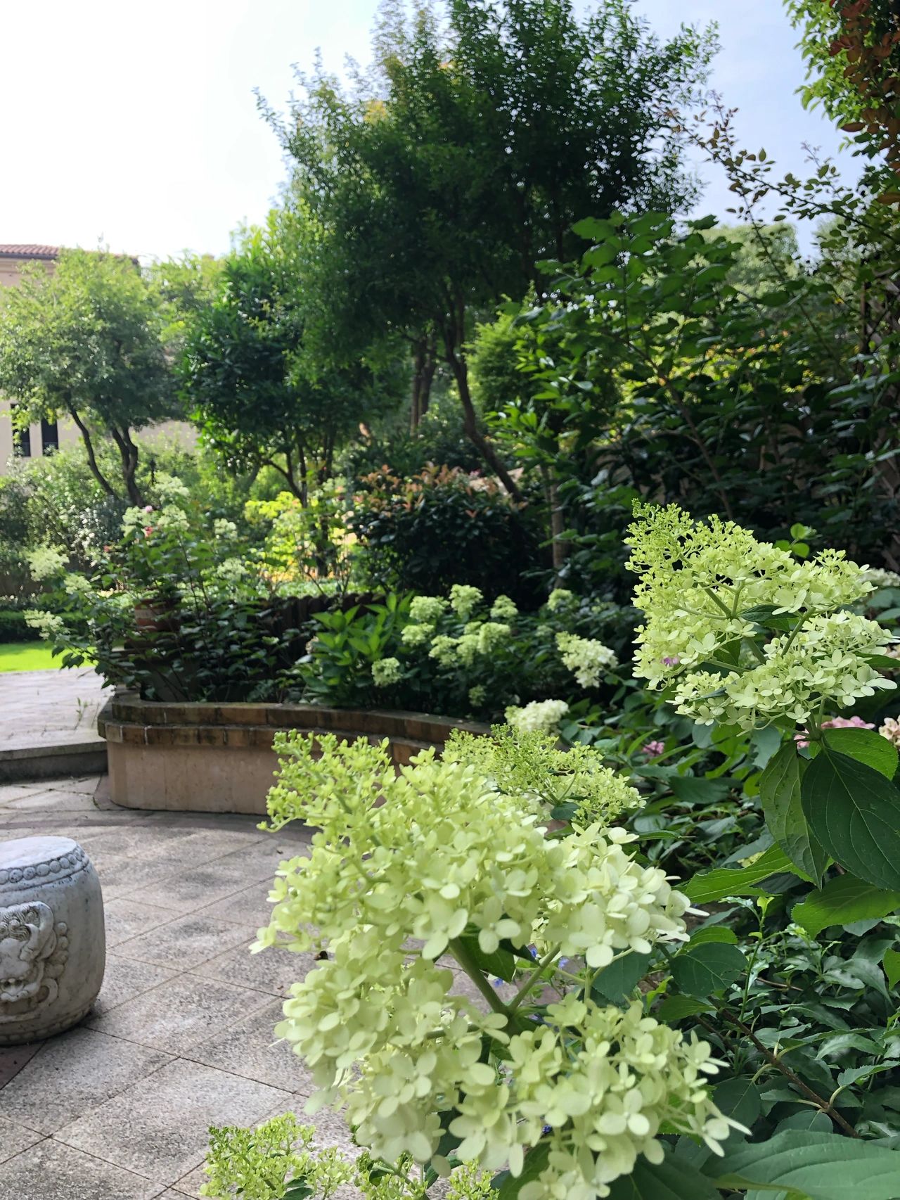 鲜花花卉植物(大花绣球已修剪完毕，圆锥绣球逐渐绽放！ )-喵神素材库
