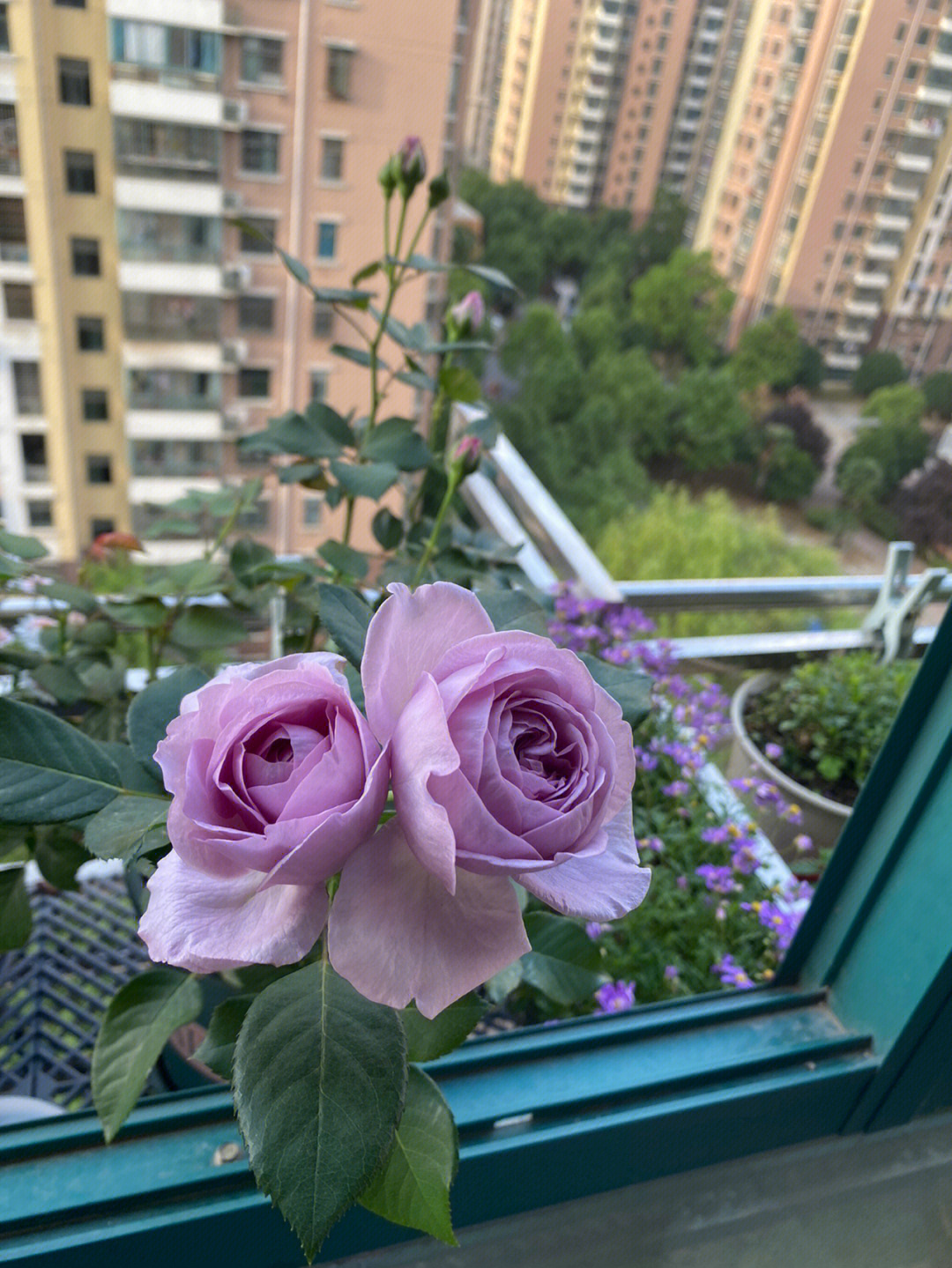 阳台鲜花绿植植物(我的月季花  )-喵神素材库
