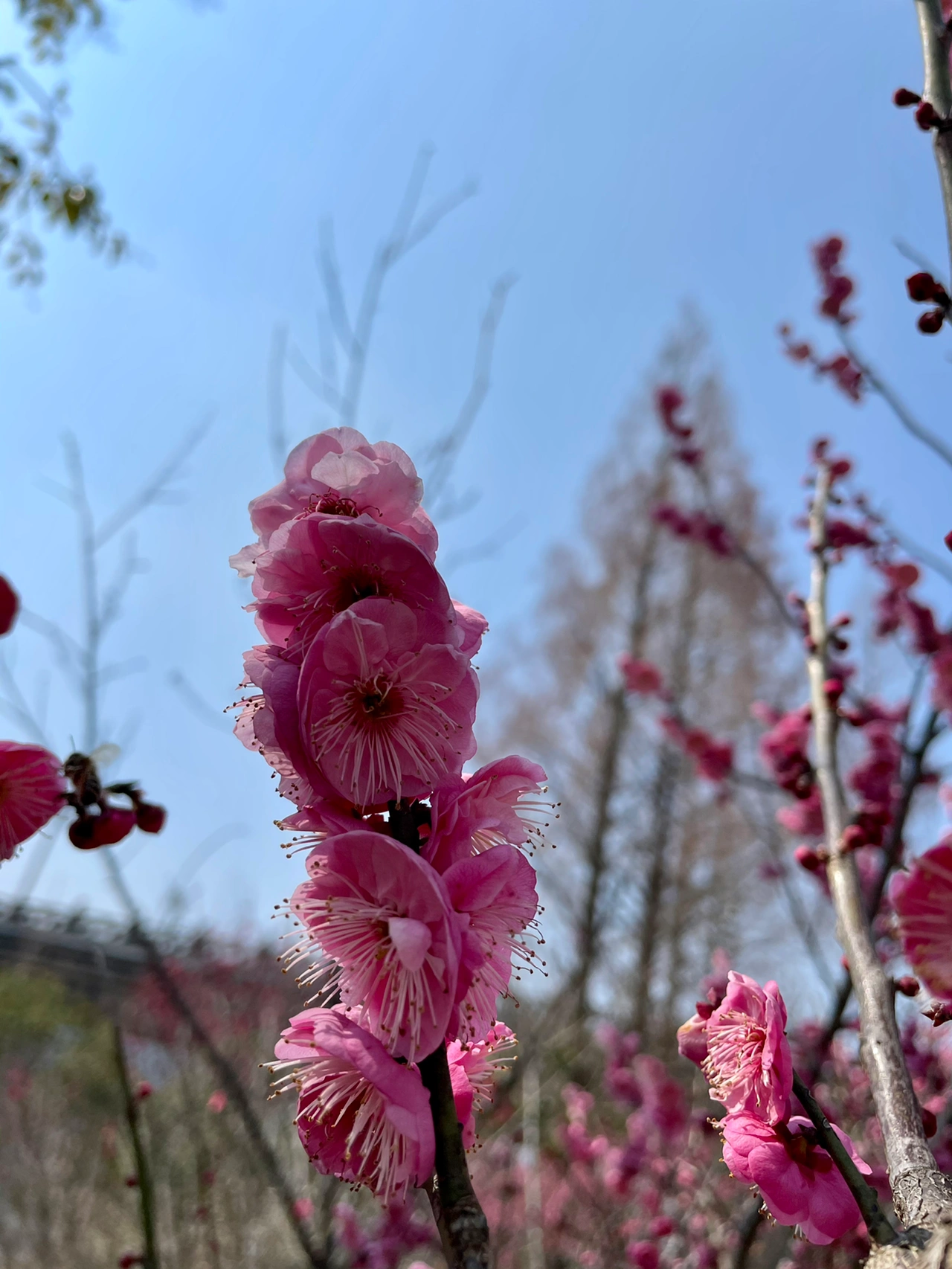 鲜花绿植春意春天花朵树(路边暖阳下环卫工大叔趁着午饭休息的间隙在开满梅花的路边修理他工作时要用到的扫把。 )-喵神素材库