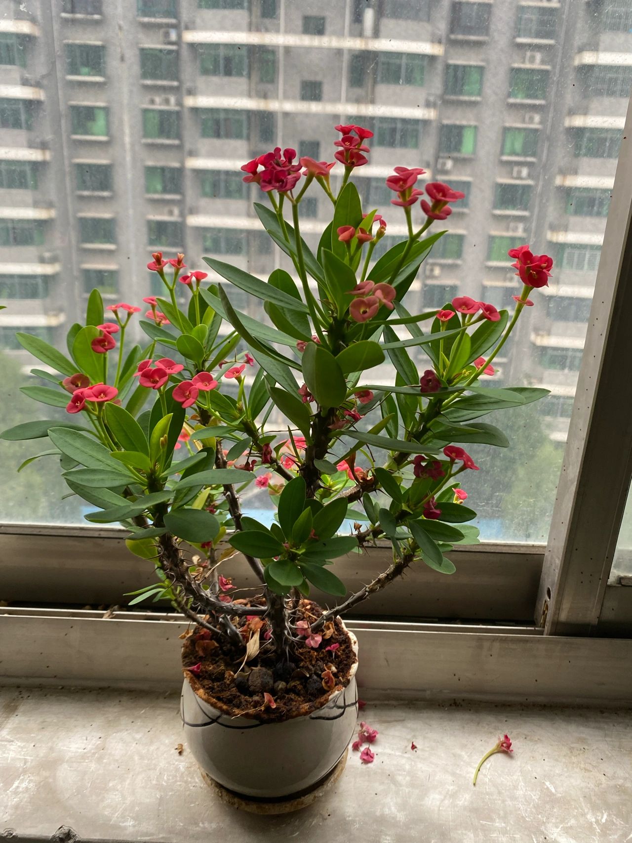 4养花鲜花盆栽绿植虎刺梅(虎刺梅，真的是当之无愧的花大王。全年开花，用的盆巨小，真的是给点阳光就灿烂！)-喵神素材库