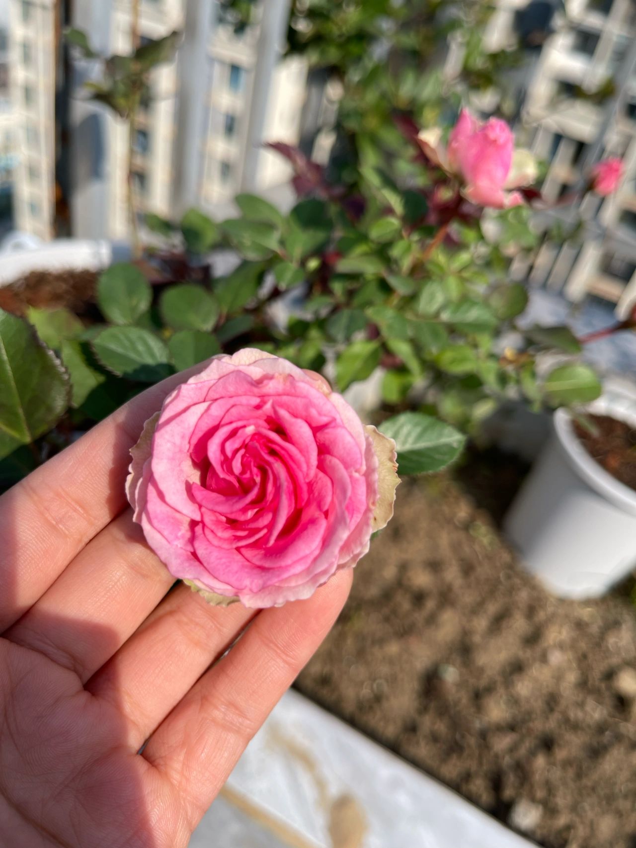植物鲜花绿植盆栽月季(现在开花也不晓得这是啥品种)-喵神素材库
