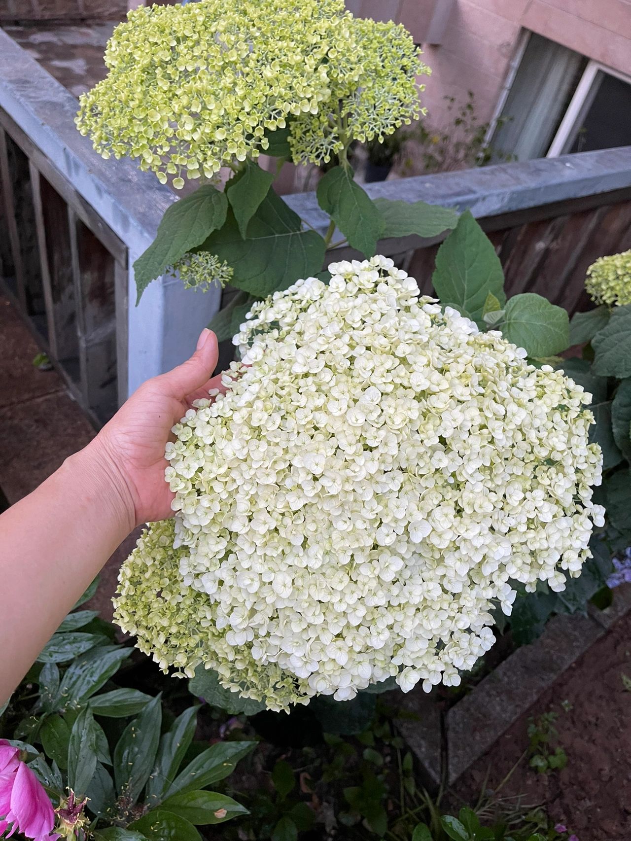 庭院种植鲜花(室内有花，室外一定也少不了花)-喵神素材库