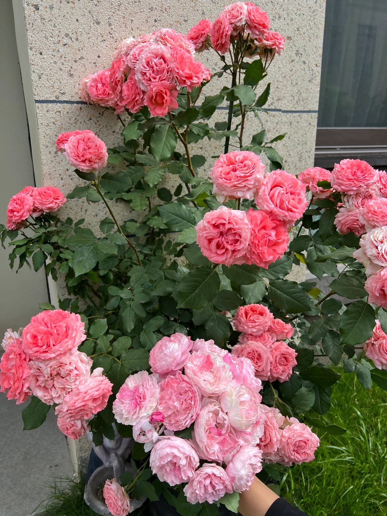 花园鲜花绿植(今年的粉龙开的比较浅)-喵神素材库