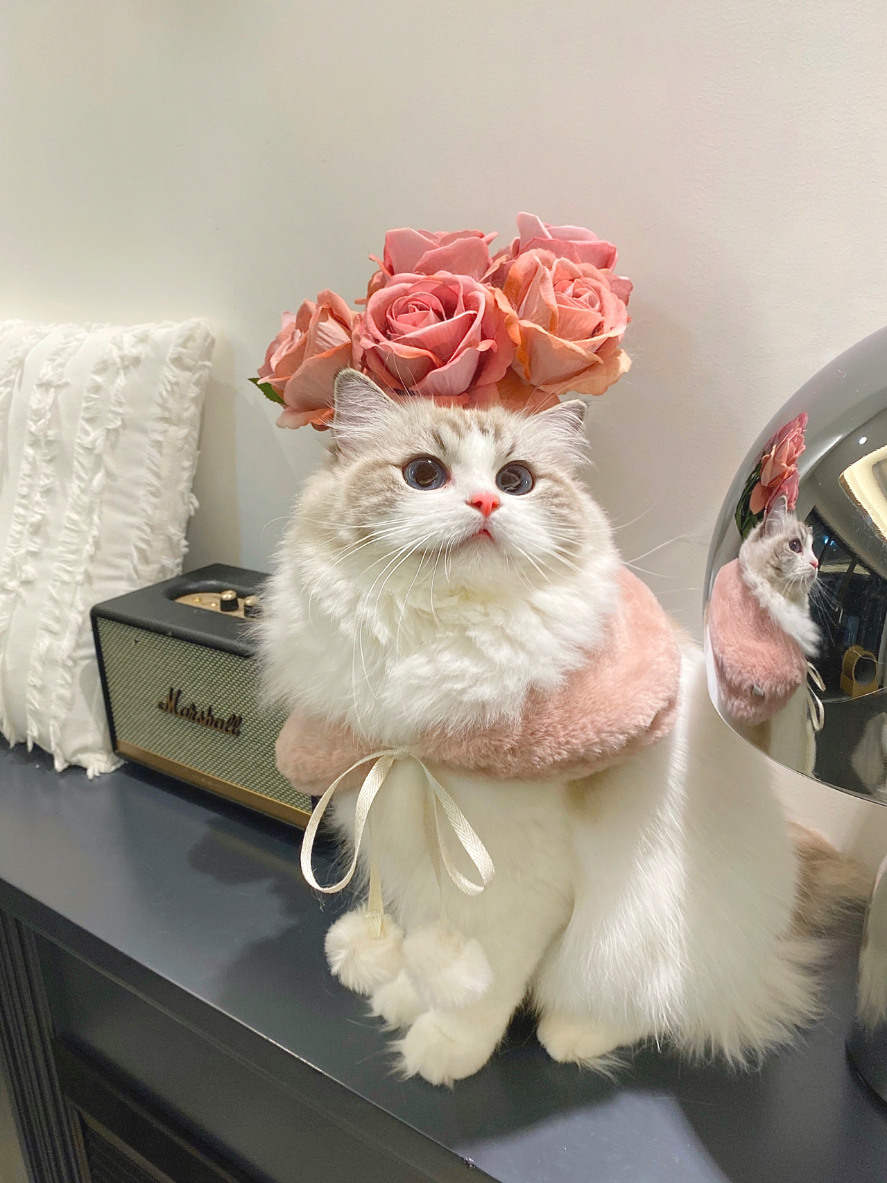 宠物萌宠猫猫咪日常鲜花玫瑰花(小猫咪：“麻 你看我头上会长出fafa耶 你以后都不用买花啦”)-喵神素材库