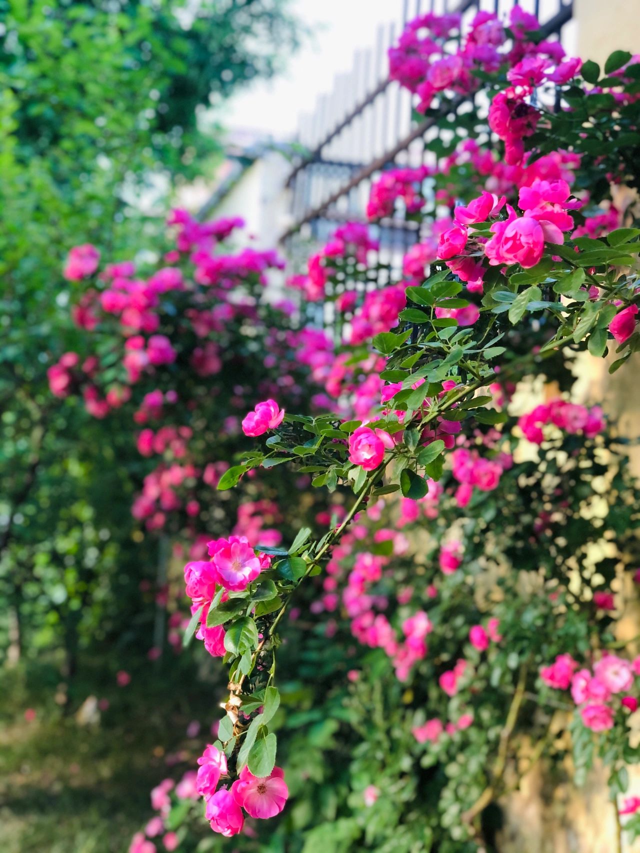 花园鲜花花卉绿植(蔷薇，开在初夏的微风中，每一朵花都在馥郁着它的芬芳，或热烈奔放，或清新淡雅，令人赏心悦目。)-喵神素材库