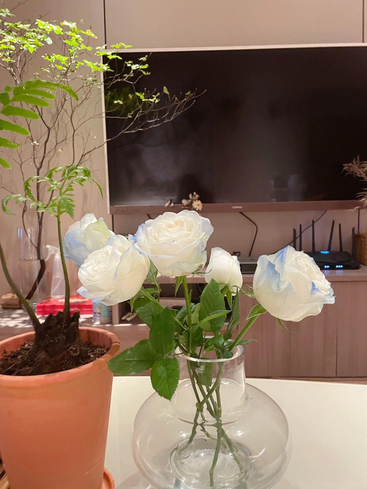 鲜花花卉插花绿植盆栽(碎冰蓝真的是最近的宠儿，主要是还便宜！也好养除了每天换换水基本不需要其他打理啦)-喵神素材库