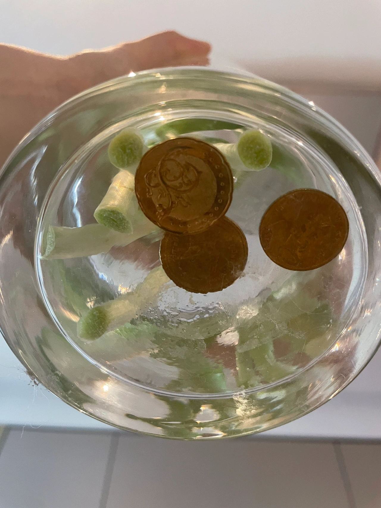 鲜花花卉郁金香插花(昨天还垂头丧气的郁金香)-喵神素材库