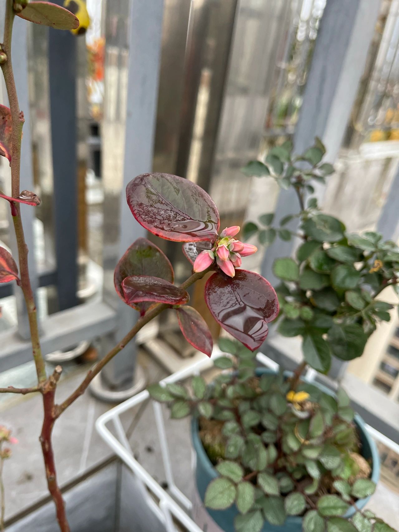 阳台花园鲜花花卉盆栽(蓝莓这是要开花了吗，太早了哦 )-喵神素材库