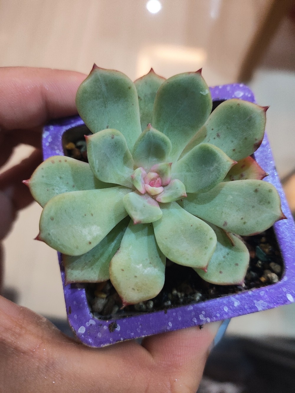 阳台花园鲜花绿植盆栽盆景多肉(突然有一天发现叶心变白了，然后出现了粉色，一天更比一天粉，太美了 )-喵神素材库