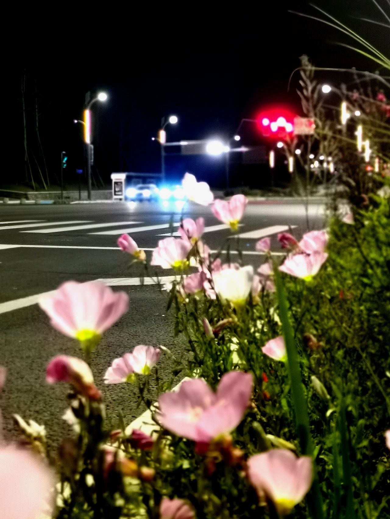 散步公园鲜花夜景(我在散步中感谢襟眼是有用的，因为是空的，因为可以簪一朵小花。)-喵神素材库