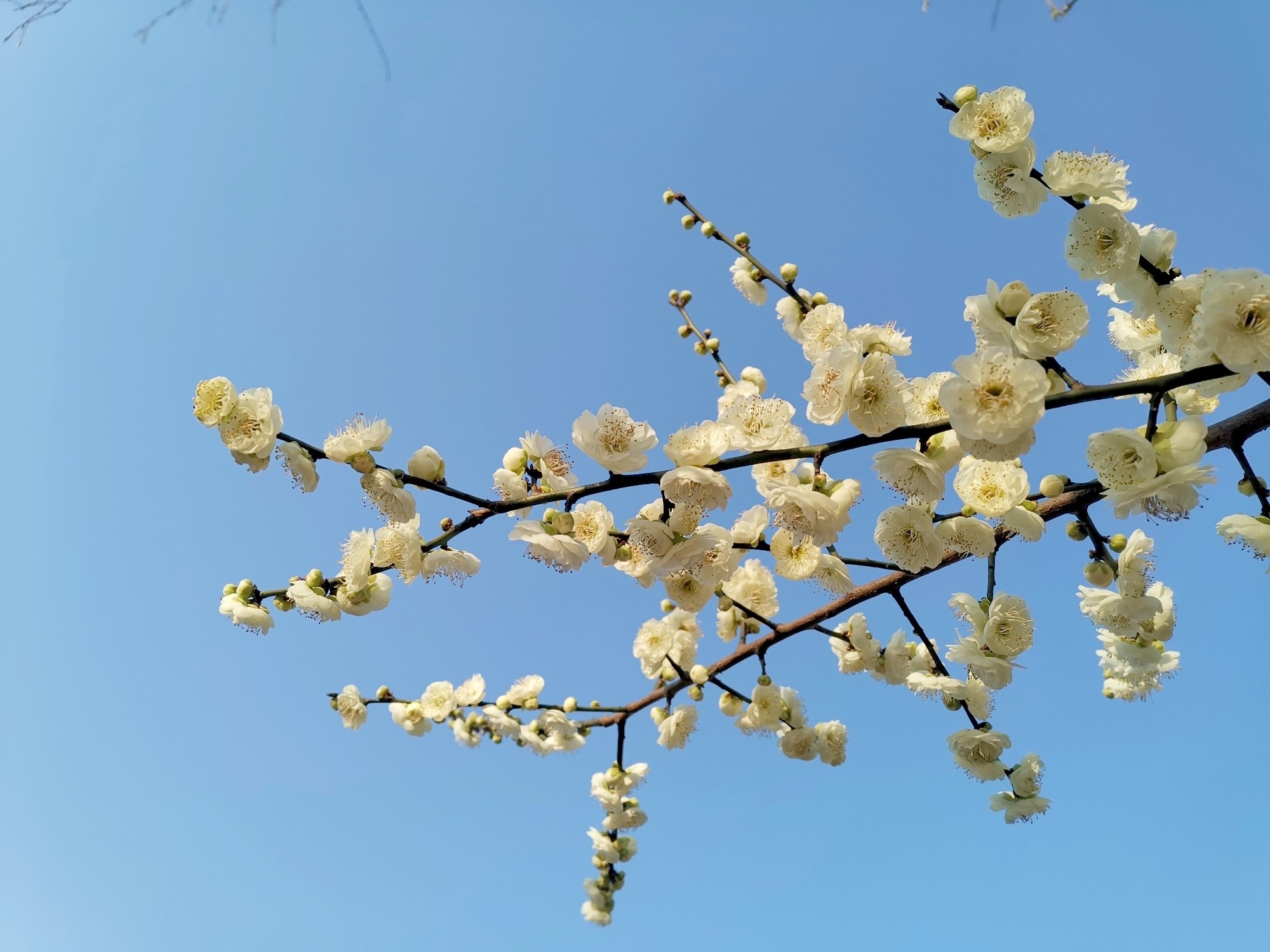 花拍照分享鲜花( 花开啦)-喵神素材库