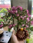 鲜花核桃手串聚会(今天是个好日子 )-喵神素材库