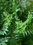 阳台家居绿植手( 我的阳台)-喵神素材库