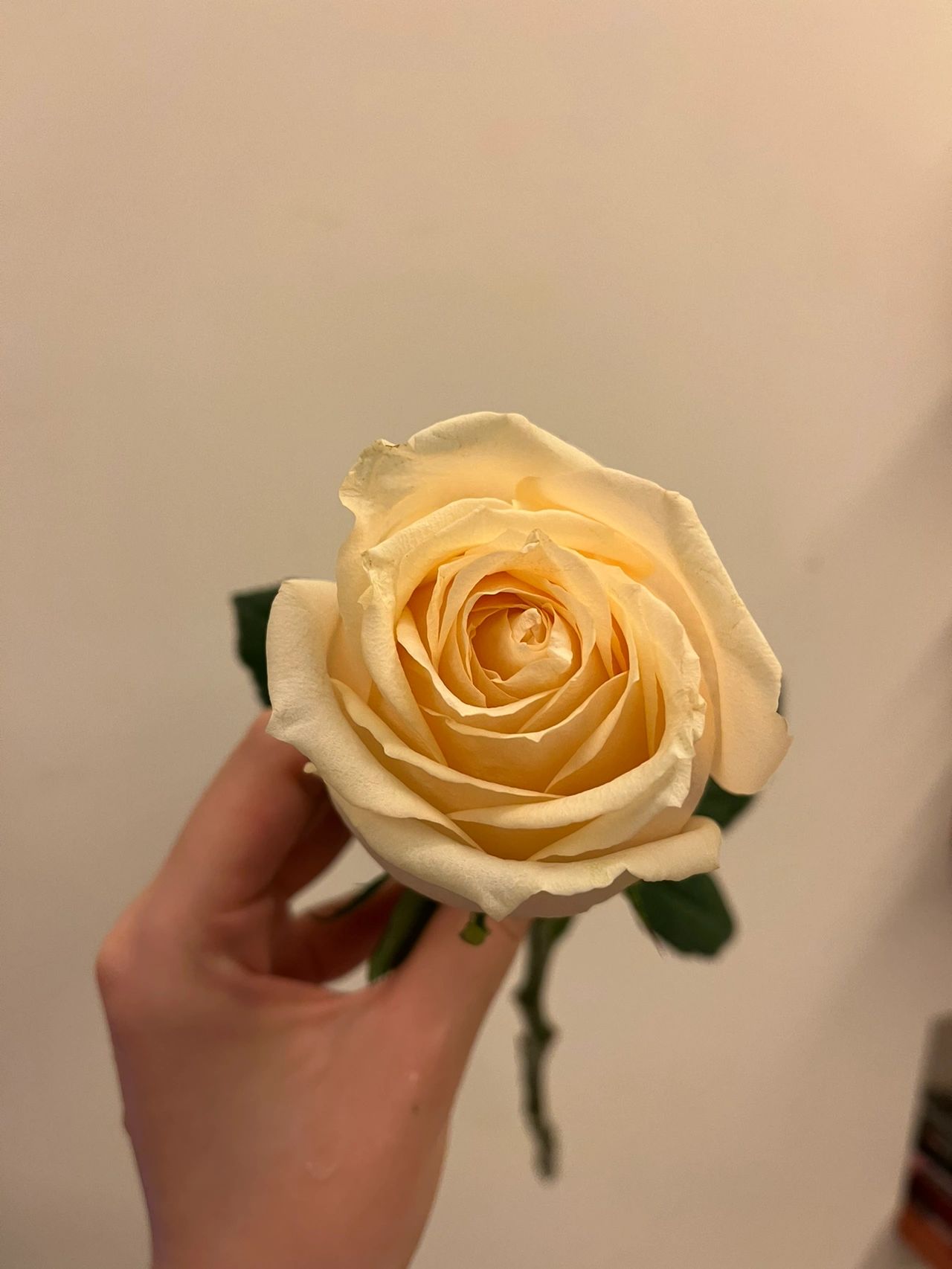 手控手鲜花(手控集中营)-喵神素材库