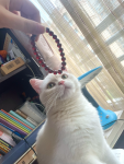 手手链手控猫书架书籍(我的小可爱)-喵神素材库