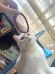 手手链手控猫书架书籍(我的小可爱)-喵神素材库