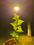 手手控灯光夜景(人一旦悟透了，就会变得很沉默，做人很简单，你真我更真，你假我转身” )-喵神素材库