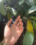 手控春天春天自带的滤镜原相机拍摄神仙滤镜苹果原相机( 喜欢)-喵神素材库